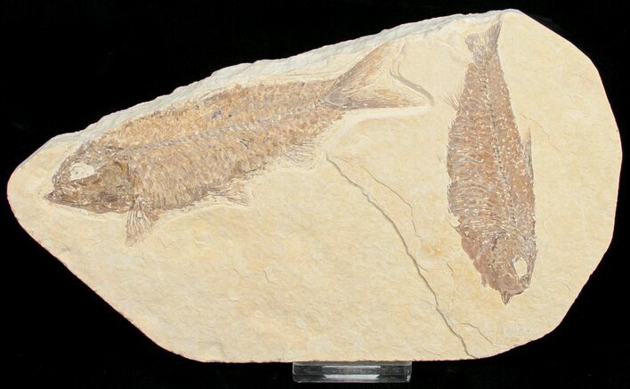 Bargain Knightia Fossil Fish Plate #10884
